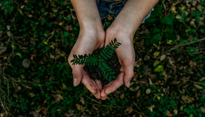 hands holding small plant seedling in soil